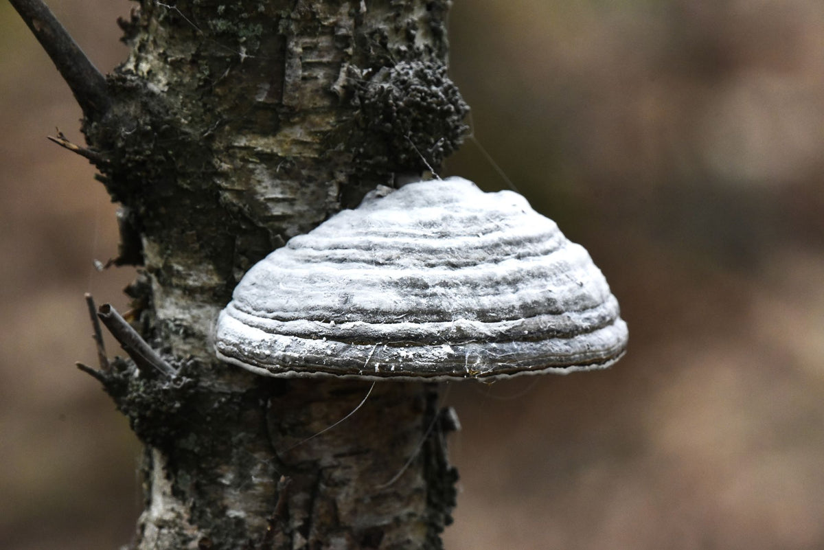Detailed view of a white bracket fungus (Polypore) growing on a tree trunk.