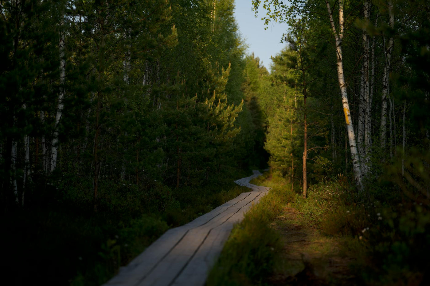 A peaceful wooden boardwalk weaving through a lush green forest bathed in soft sunlight.