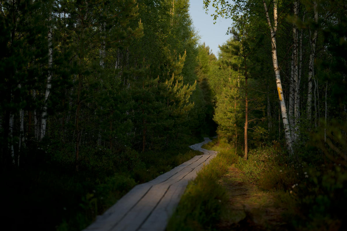 A peaceful wooden boardwalk weaving through a lush green forest bathed in soft sunlight.