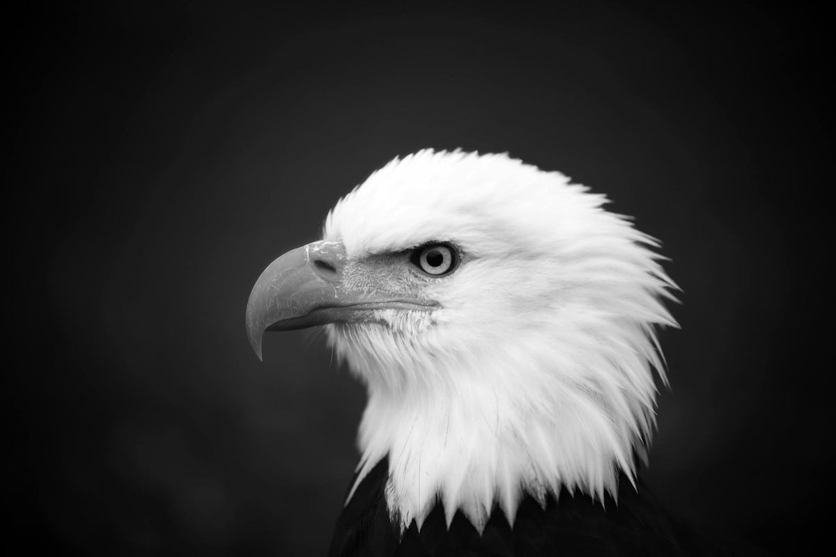 Black and white portrait of a bald eagle showcasing its striking features.